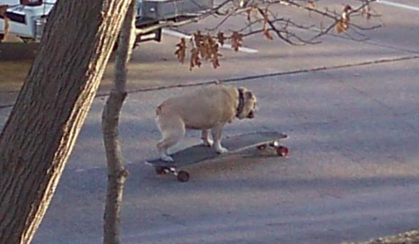 Bulldog on skateboard