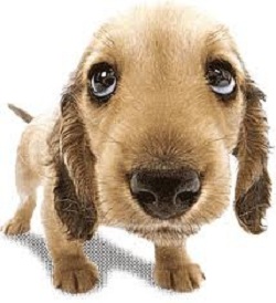 Doggie