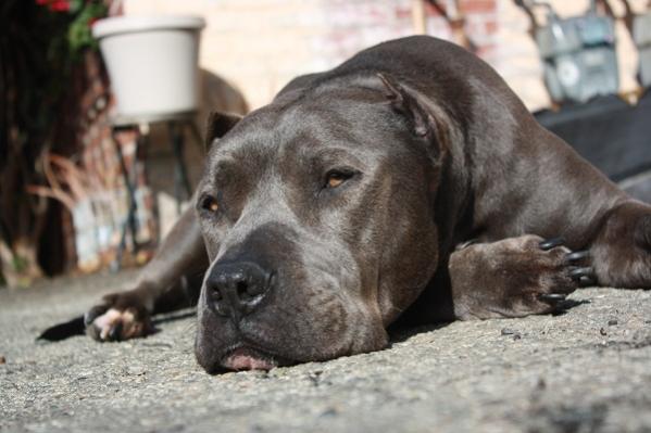 folder 2 117
My dad always said.
"You gotta have a PitBull mentality to make it in this city!"
L.A. Rules!!!