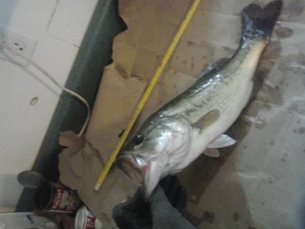 This is a fresh water Large Mouth Bass I caught it yesterday July 19, 2014 and will be eating him tonight in a beer batter with scalloped potatoes. Th