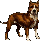 Pitbull_2.gif