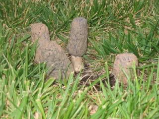 Mushrooms004.jpg