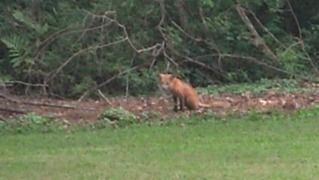 fox.jpg