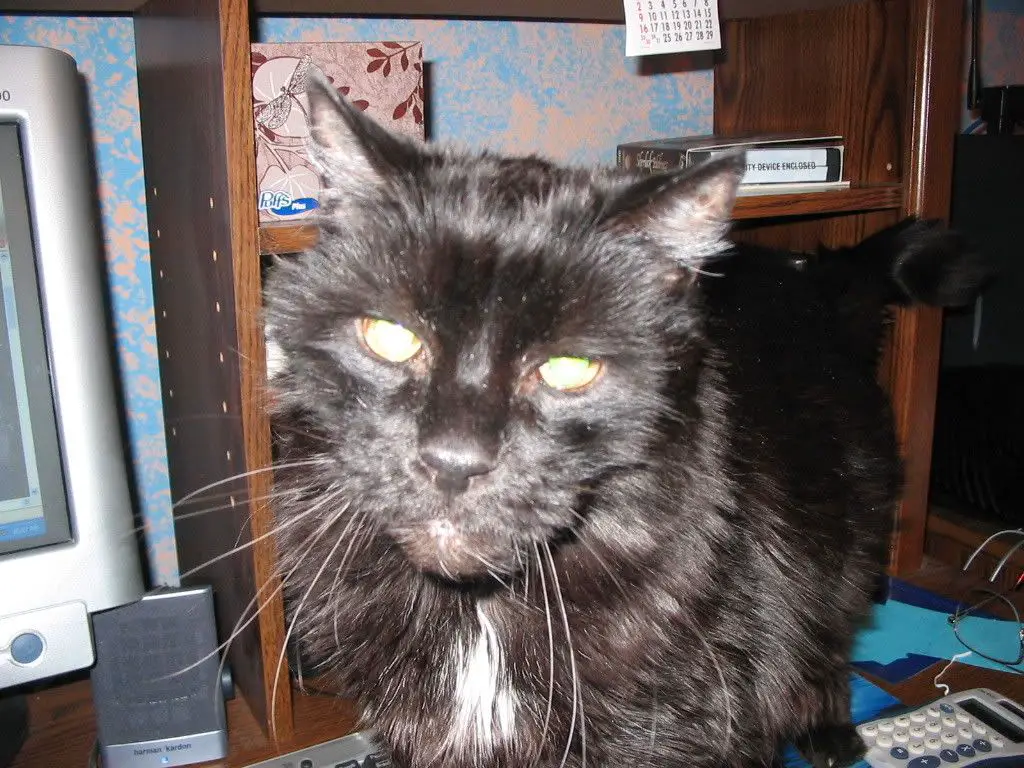 rufus002.jpg
