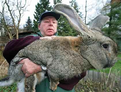 giant_bunny.jpg