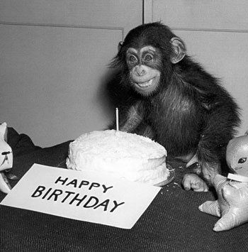 Happy-Birthday-Chimp.jpg