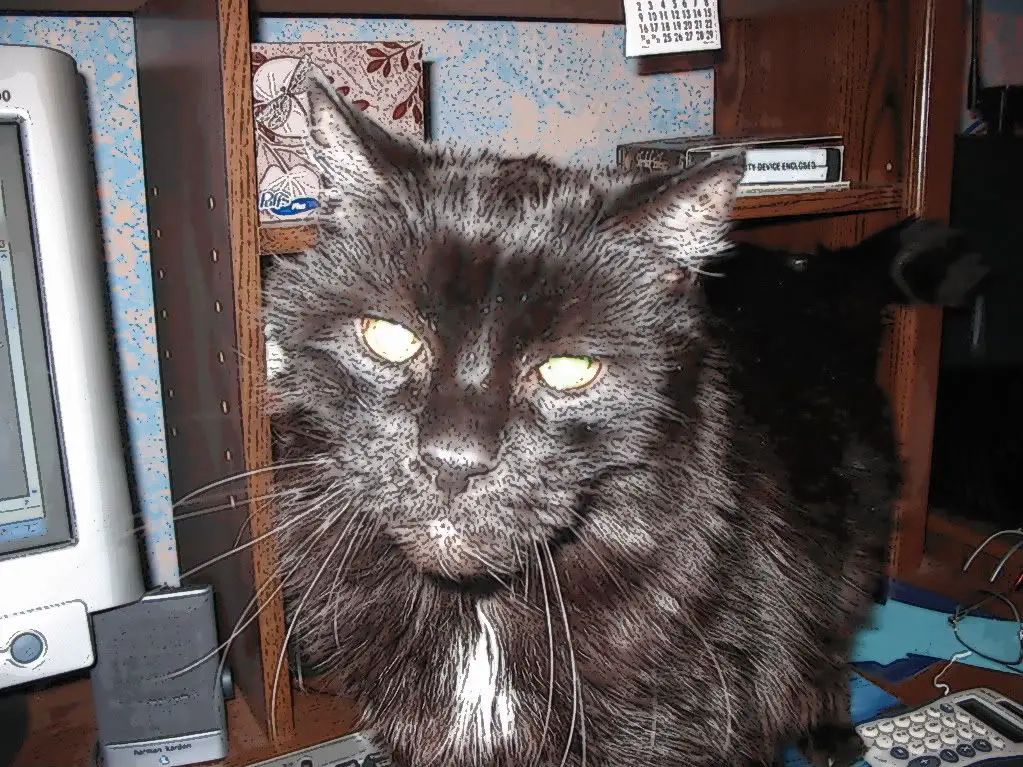 rufus002-2.jpg