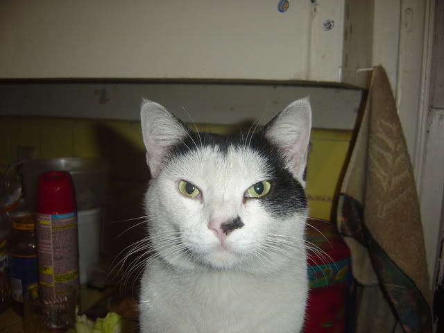 DSC01558.jpg