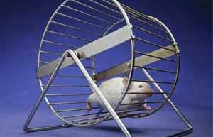 rat-wheel.jpg