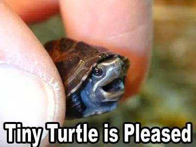 tiny_turtle_pleased.jpg