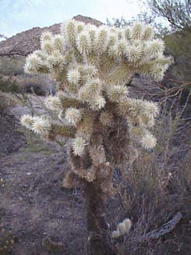 cholla.jpg