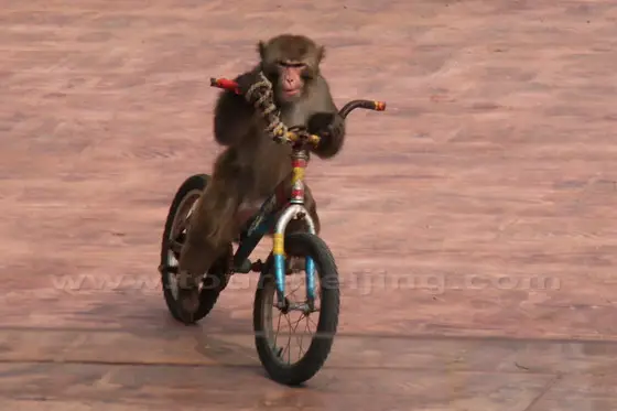 A-monkey-is-riding-a-bike..jpg