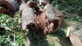 tree.jpg
