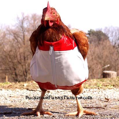chicchick.jpg